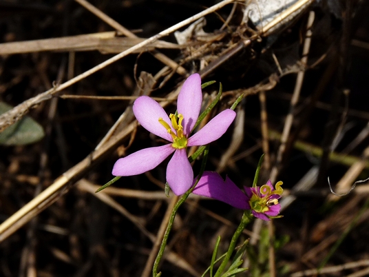 {Sabatia campanulata}